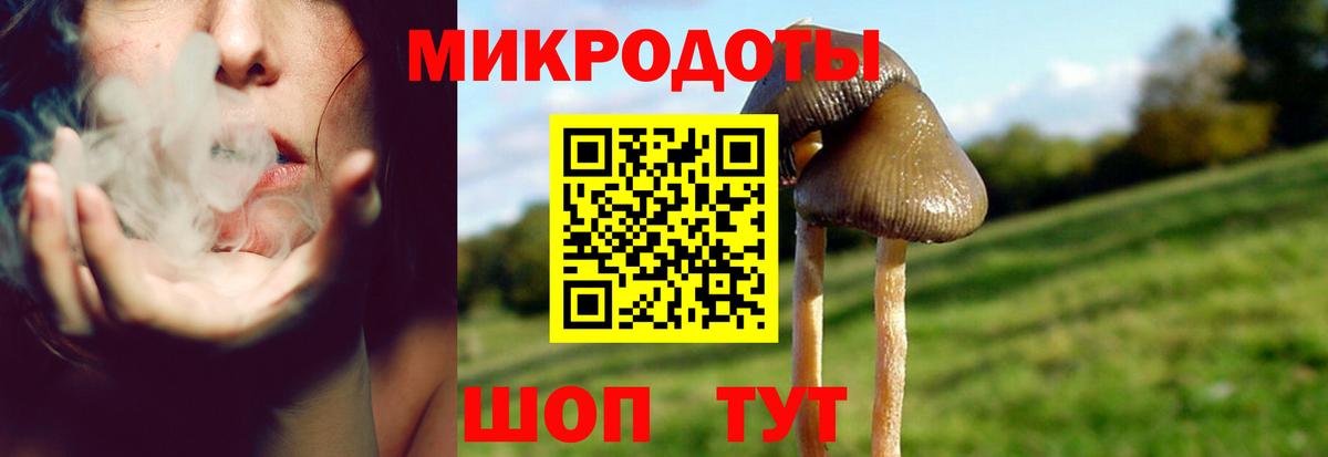 Псилоцибиновые грибы Psilocybine cubensis Новодвинск